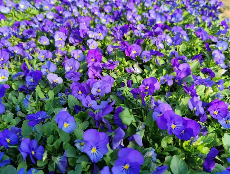 花卉苗木供應
