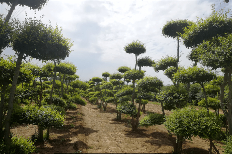花卉苗木供應