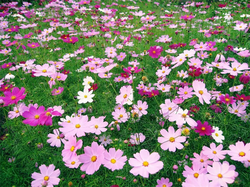 花卉苗木供應